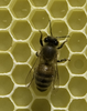 Single Bee Image